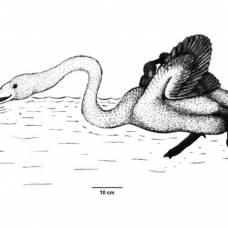 Палеонтологи описали нелетающих лебедей-фильтраторов
