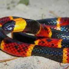 Как отличить ядовитую змею от неядовитой
