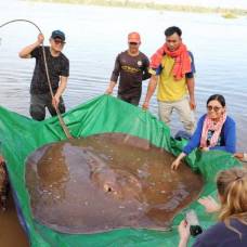 В камбодже рыбак случайно поймал ската весом со льва