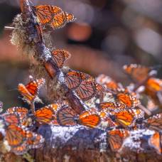 Биосферный заповедник бабочек монархов в мексике