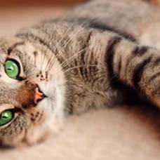 Кошки запоминают не только свои клички, но и клички других кошек
