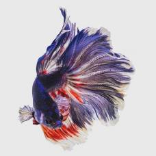 Фотопроект "'бетта рыбка":  бойцовая рыбка всех видов и цветов