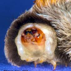 Гусеница фланелевой моли, или гусеница-кот, древесный аспид (лат. megalopyge opercularis)