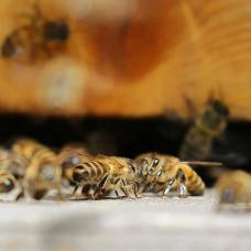 Правда ли все пчелы погибают после того, как ужалят?