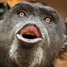 У шимпанзе обнаружен сложный, многосоставный язык, о существовании которого ученые даже не догадывались