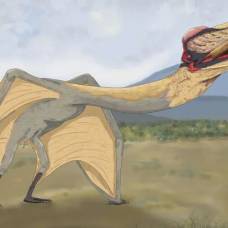 В аргентине нашли останки гигантского «дракона смерти» – птерозавра с 9-метровым размахом крыльев