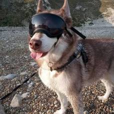 Ветеринары посоветовали собакам носить солнечные очки летом