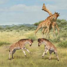 Почему у жирафов длинная шея?