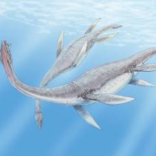 Ученые реконструировали способ плавания плезиозавров
