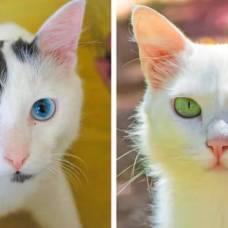 Почему у кошек глаза разного цвета: загадка домашних животных