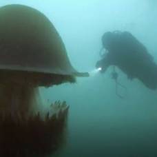 Почему яд гигантской медузы номуры очень опасен?