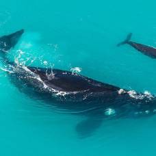 Почему киты предпочитают рожать детенышей на мелководье