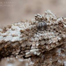 Иранская паукохвостая гадюка (лат. pseudocerastes urarachnoides)