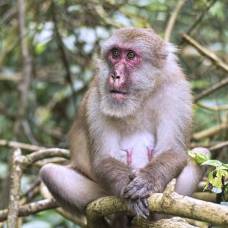 Ученые выяснили, как с возрастом меняется состав кишечной микрофлоры у обезьян