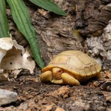 В швейцарском зоопарке родился редкий детеныш альбинос гигантской галапагосской черепахи