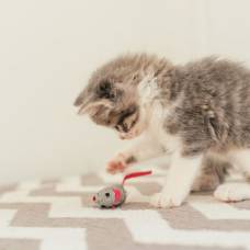 Почему кошка любит держать игрушки у своих мисок?