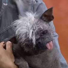 Пес по кличке мистер счастливое личико стал победителем конкурса на самую уродливую собаку