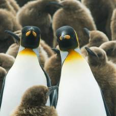 Почему взрослые пингвины и птенцы разного цвета?