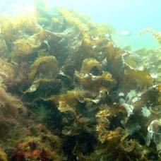 Ламинария - морская капуста - келп. лечебные свойства.