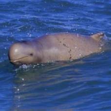 Дельфины "snubfin dolphin" ловят рыбу плевками