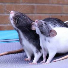 Крысы умеют учиться на ошибках сородичей