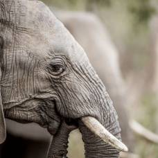 Ученые узнали секрет защиты слонов от рака