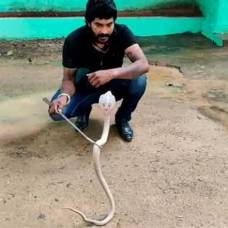Редкая кобра-альбинос забралась в дом жителя индии