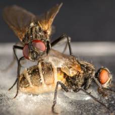 Грибок-Паразит превращает самцов мух в некрофилов