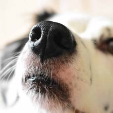 Ученые подтвердили, что собаки «видят» мир носом