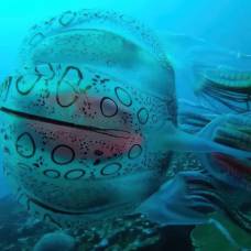 Очень редкую медузу впервые сняли на видео