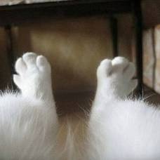 Симпатичные кошки, которыми, возможно, восхитится каждый кошатник