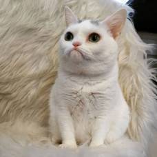 Самый дерзкий карликовый котенок проник в дом женщины и стал интернет-сенсацией