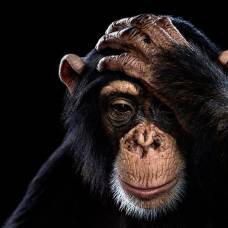 Биологи обнаружили важное отличие мозга людей от других приматов
