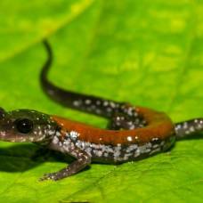 Зачем у саламандр до рождения исчезают легкие?