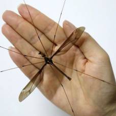 Каким был самый большой в мире комар