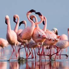 Озеро натрон - соленый дом малых фламинго