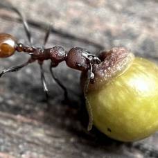 Осы научились манипулировать муравьями при помощи растений