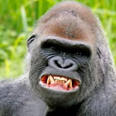 Почему у животных не болят зубы, хоть они их не чистят?