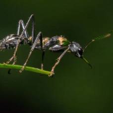 Королевы прыгающих муравьев — привилегия правящего класса