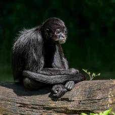 Зачем некоторые приматы едят землю?