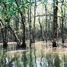 Рост мангровых лесов зависит от долгосрочных колебаний луны