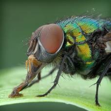 Рвота обычных мух оказалась опаснее укусов их кровососущих сородичей