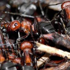 Биологи подсчитали численность всех муравьев на земле