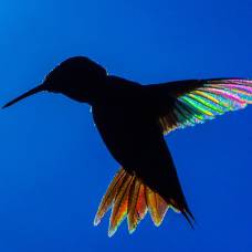 Спустя три лета мужчина наконец получил фотографии колибри с радужными крыльями