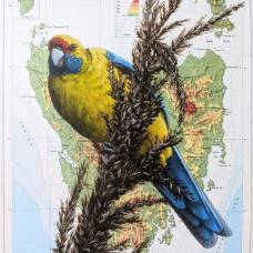 Художник добавляет изысканные рисунки птиц на страницы старинных книг с их описанием