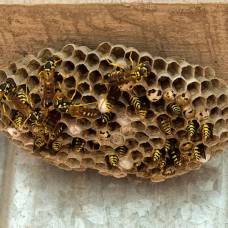 Как бумажные осы поддерживают иерархию внутри гнезда