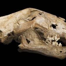 Пещерный лев (лат. panthera spelaea)