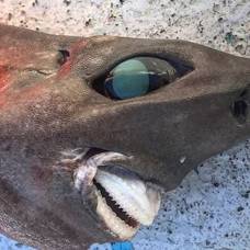 У берегов австралии поймали жуткую «улыбчивую» акулу