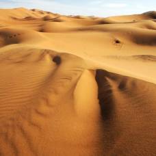 Как животные в пустыне утоляют жажду?