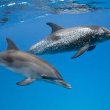 Какую воду пьют киты и дельфины?